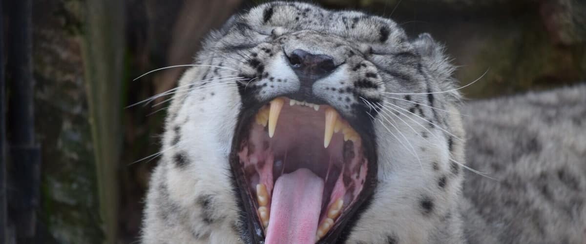A snow leopard yawning with its mouth wide open, displaying its teeth and tongue.