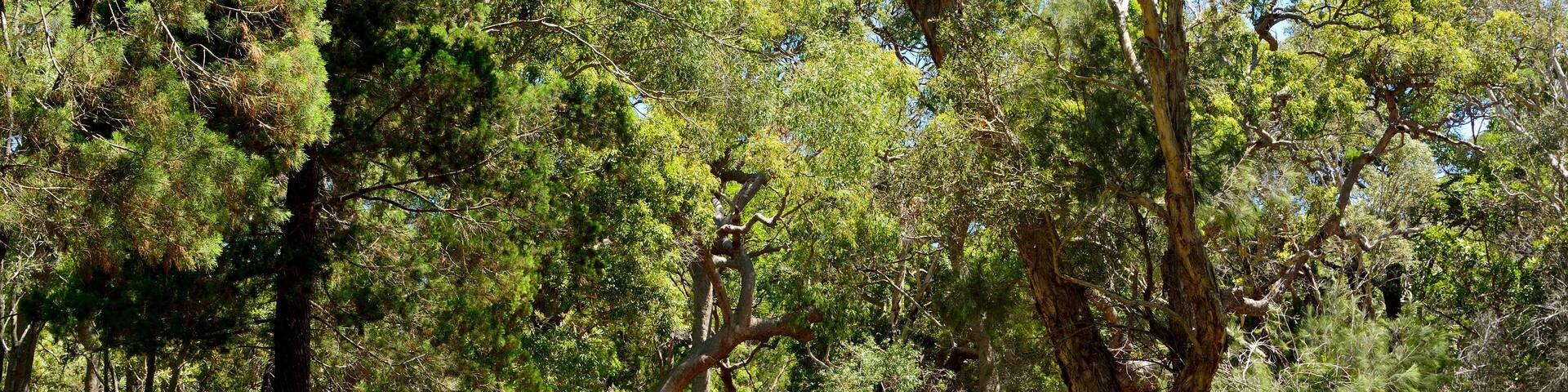 Sand trail on South Stradbroke Island in Queensland, Australia.