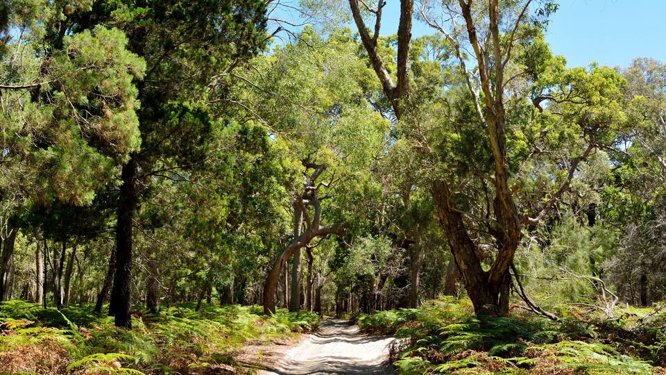 A forest trail with ferns and trees.