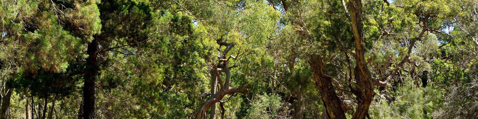 Sand trail on South Stradbroke Island in Queensland, Australia.