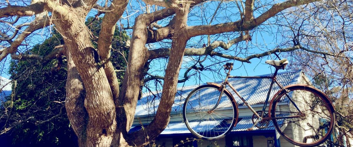 A bicycle hanging from a tree branch in front of a house with a blue roof.