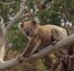 Great Ocean Road Wildlife Park