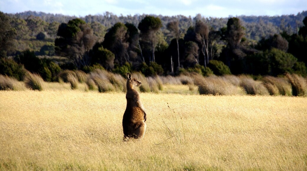 Narawntapu National Park , Tasmania , Australia