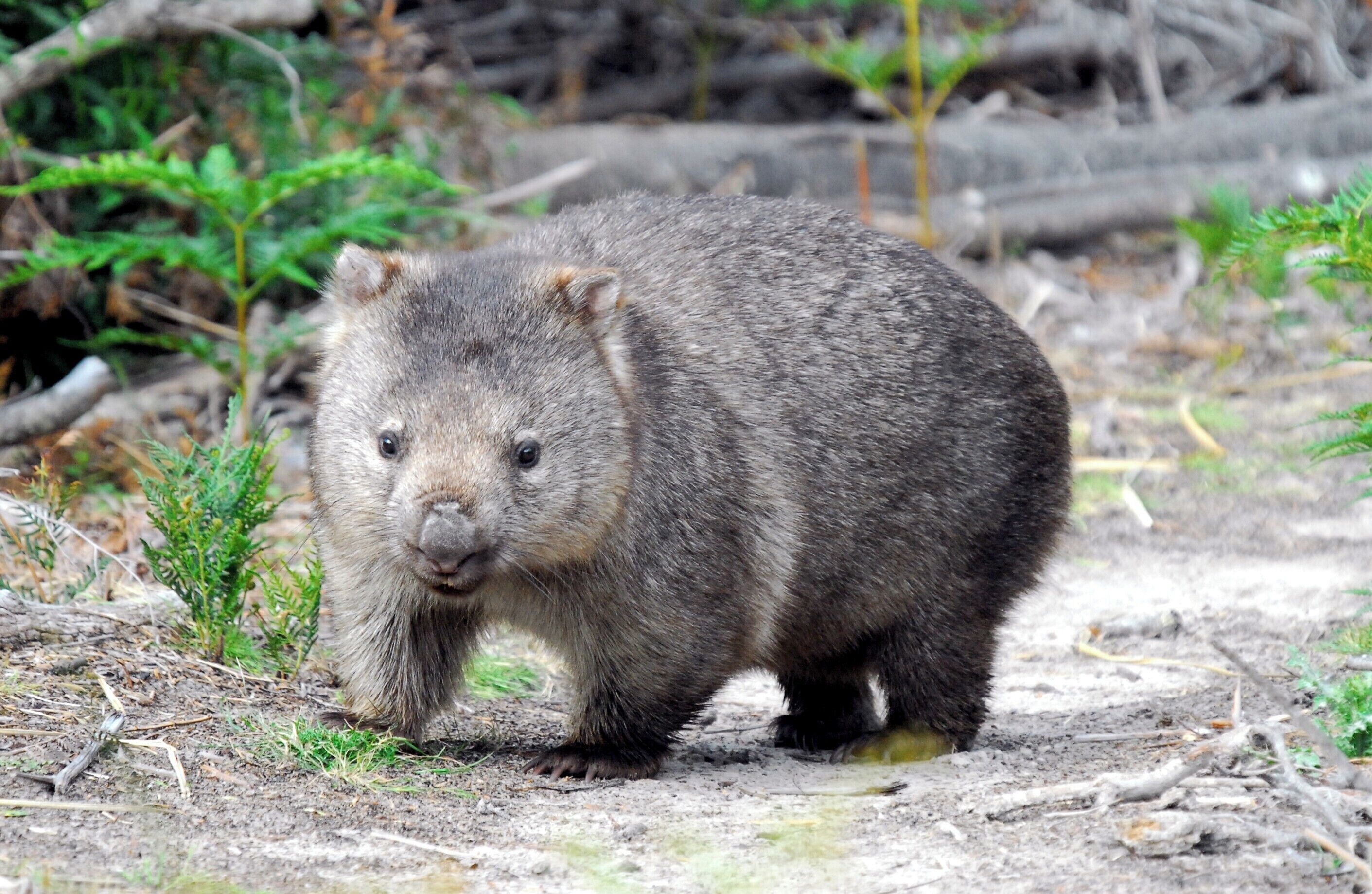 You also have a good chance of seeing a wombat or two as there are quite a few around.