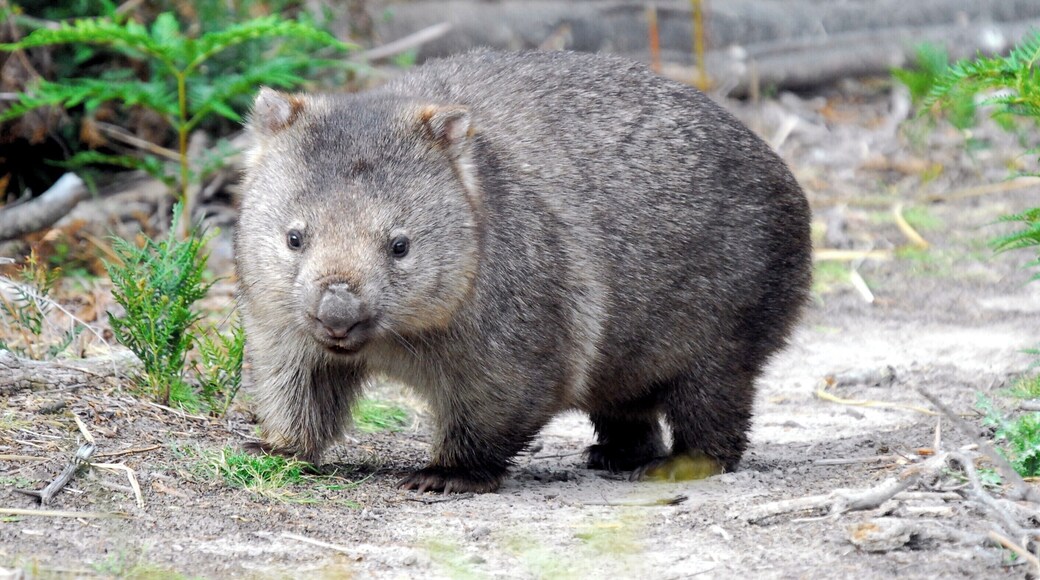 You also have a good chance of seeing a wombat or two as there are quite a few around.