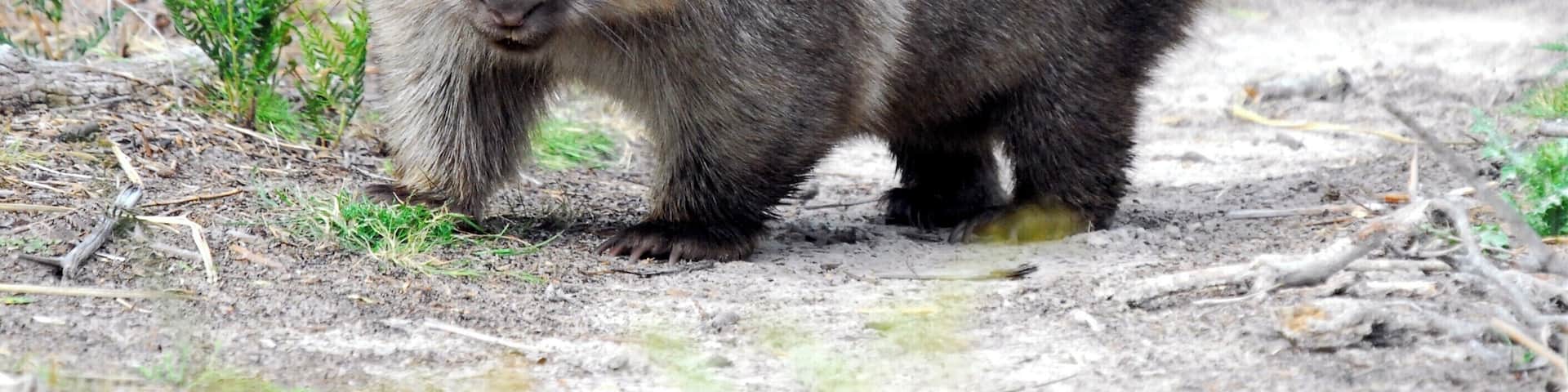 You also have a good chance of seeing a wombat or two as there are quite a few around.
