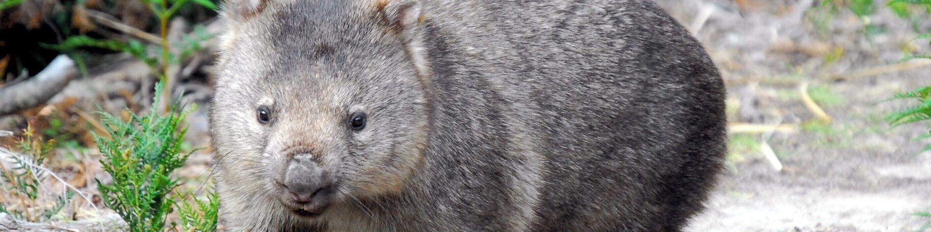 You also have a good chance of seeing a wombat or two as there are quite a few around.