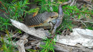Narawntapu is referred to by those keen to promote it as the "Serengeti of Tasmania". Frankly, I think that's a bit far fetched but there certainly is animal life here. I was actually hoping to photograph a frog as you can hear heaps of them. Then, suddenly, in the middle of the trail, there it was. Sadly in the mouth of a copperhead though. The snake slithered under the brush at the side and I had to prod it with my tripod to coax it back on the trail in order to get my shots.
