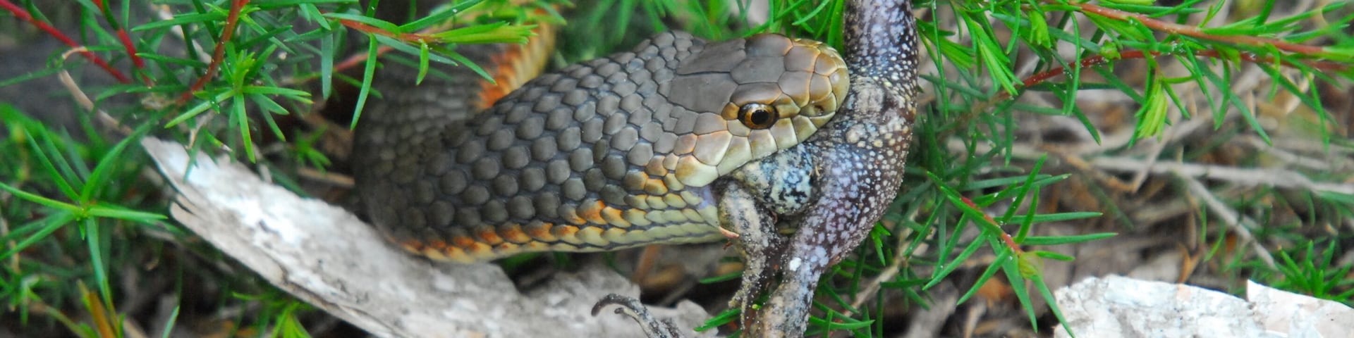 Narawntapu is referred to by those keen to promote it as the "Serengeti of Tasmania". Frankly, I think that's a bit far fetched but there certainly is animal life here. I was actually hoping to photograph a frog as you can hear heaps of them. Then, suddenly, in the middle of the trail, there it was. Sadly in the mouth of a copperhead though. The snake slithered under the brush at the side and I had to prod it with my tripod to coax it back on the trail in order to get my shots.