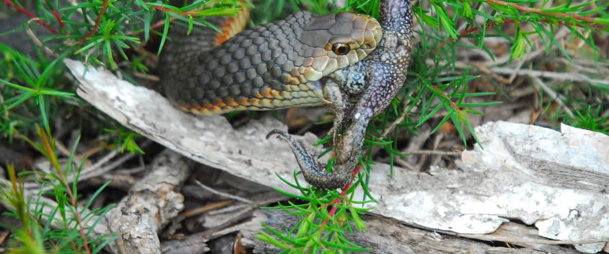 A snake on a branch surrounded by green foliage.