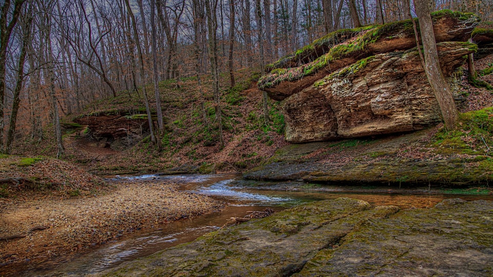 A forest stream with rocky terrain and moss-covered trees.