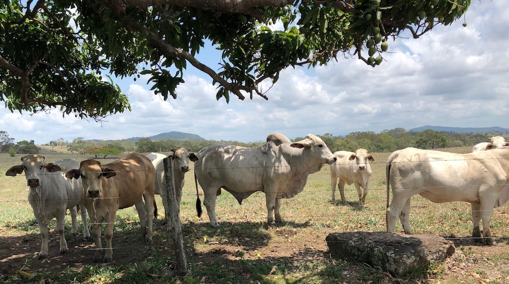 Brahma bull and herd. Queensland cattle