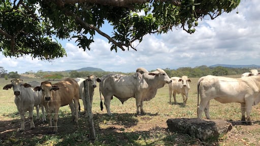 Brahma bull and herd. Queensland cattle