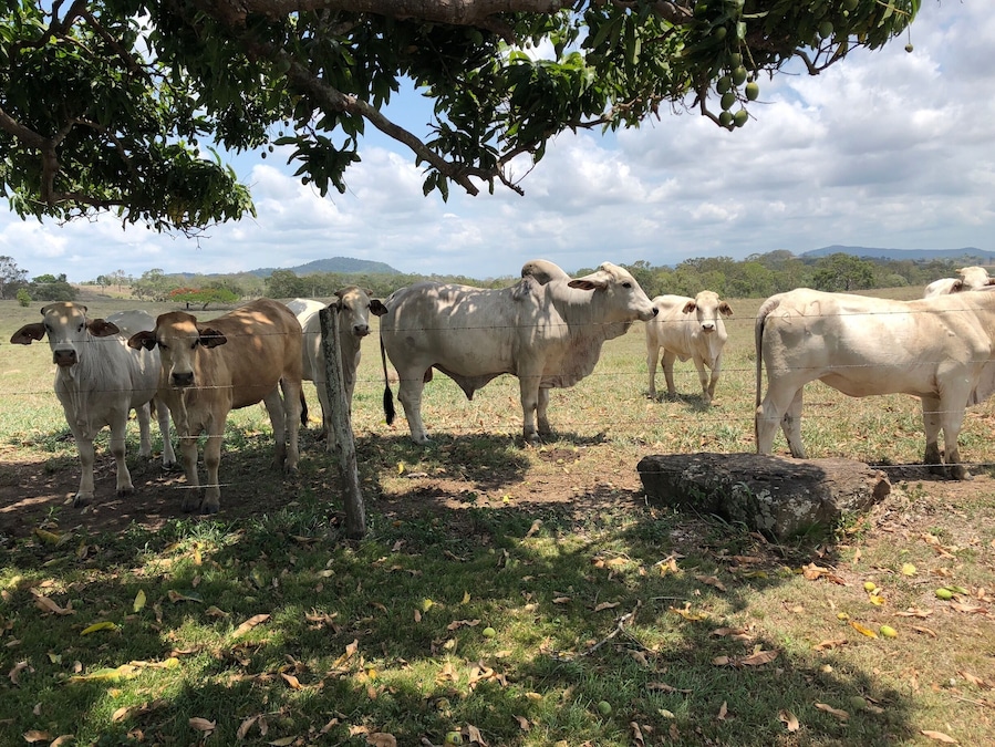 Brahma bull and herd. Queensland cattle