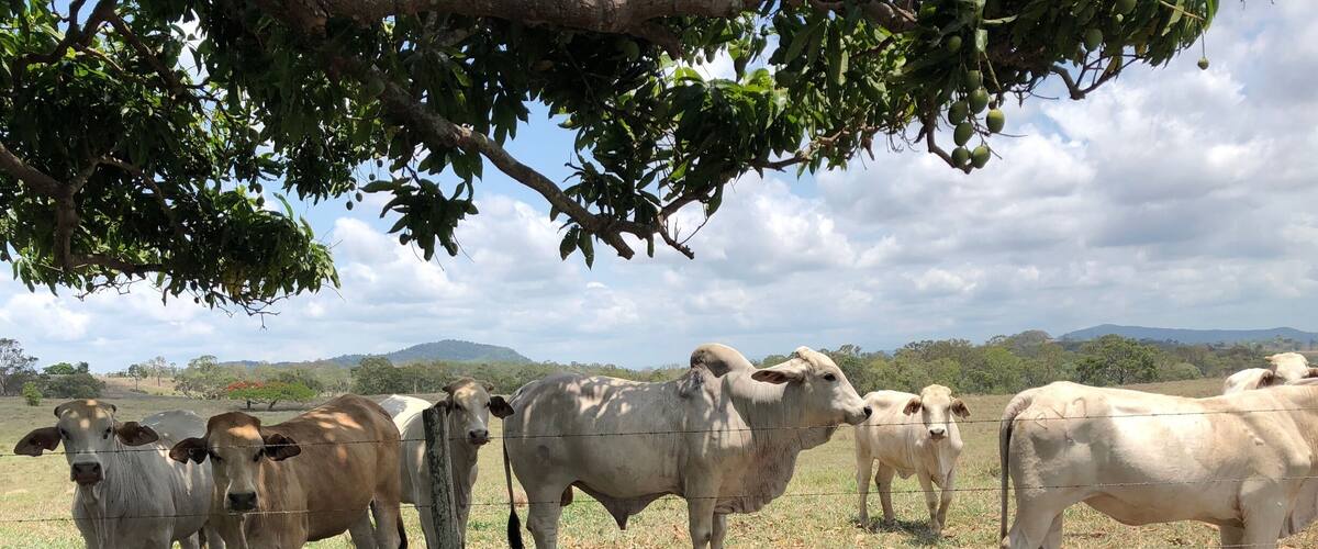 A herd of cattle grazing in a field with a tree overhead and a distant mountain range.
