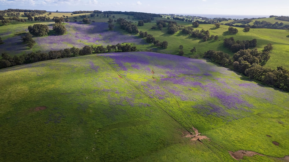 Aerial view of blooming patterson's curse flowers in a vibrant green meadow with hills and trees, Harvey, Australia.