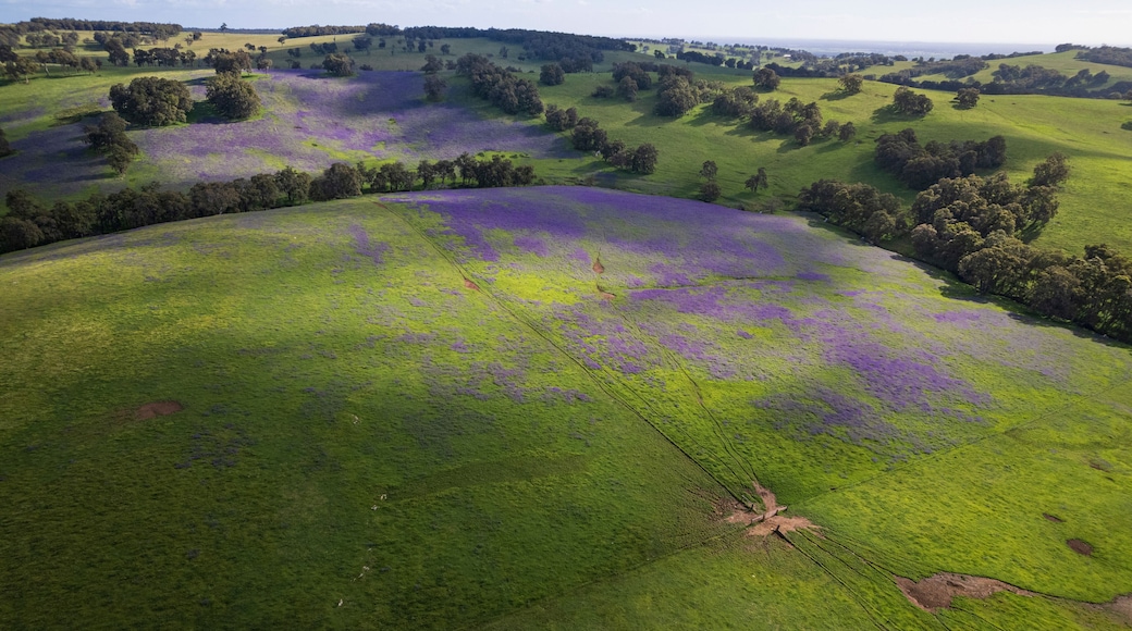 Aerial view of blooming patterson's curse flowers in a vibrant green meadow with hills and trees, Harvey, Australia.