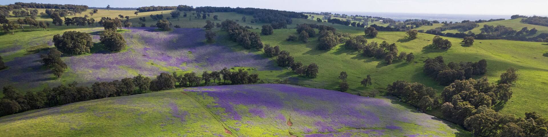 Aerial view of blooming patterson's curse flowers in a vibrant green meadow with hills and trees, Harvey, Australia.