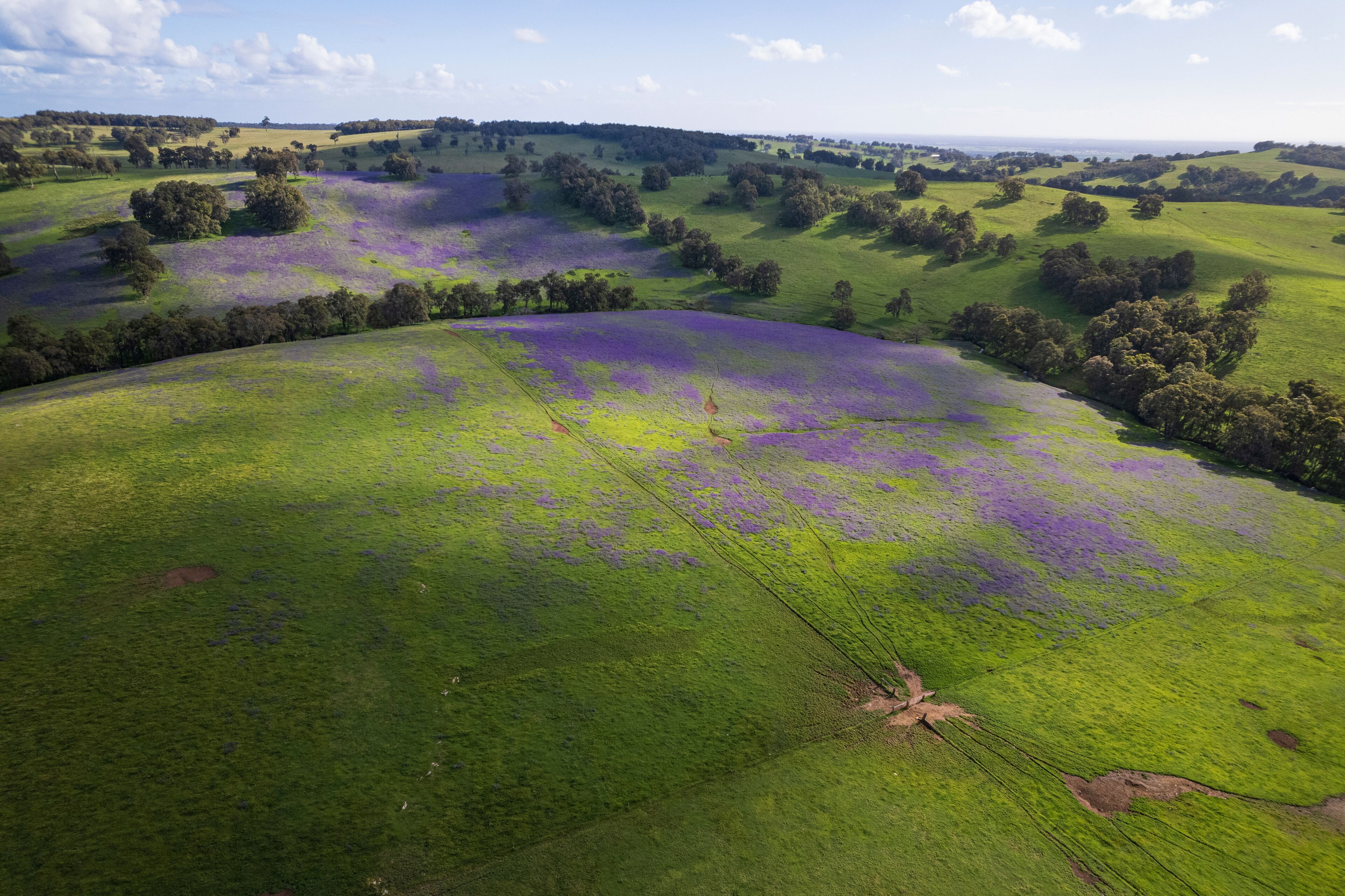A vast green field with purple flowers and rolling hills.