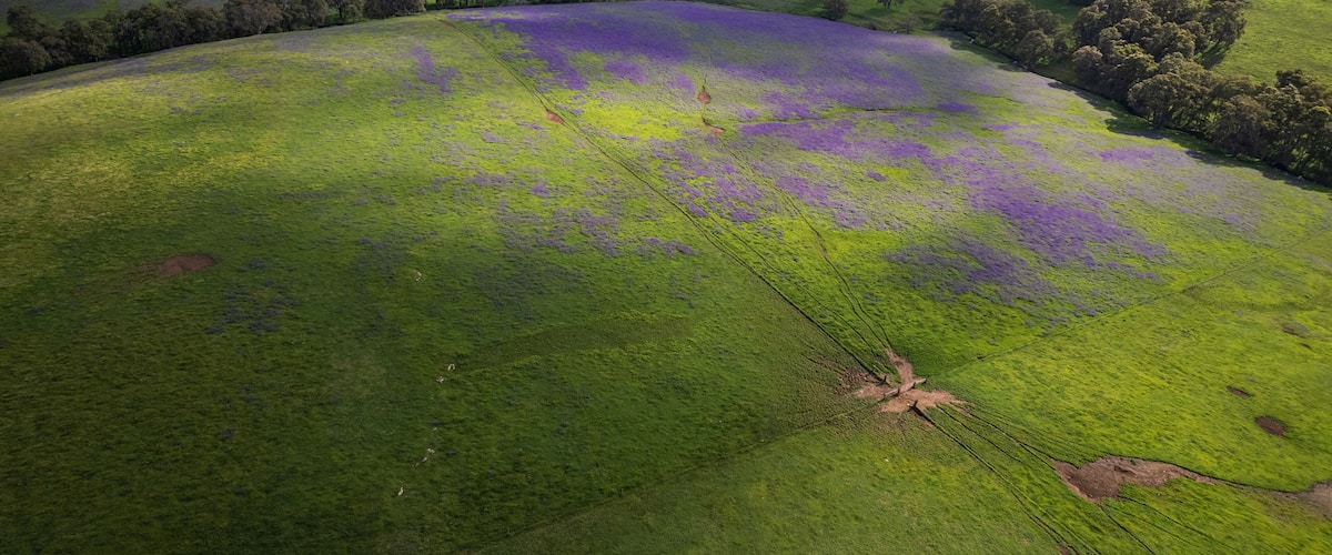 A vast green field with purple flowers and rolling hills.