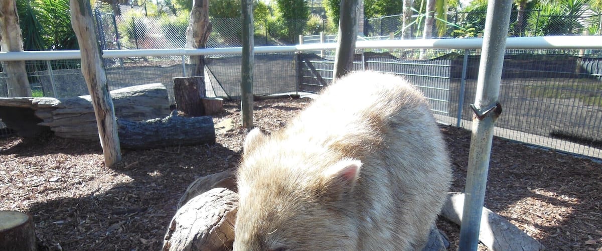 @destinationnsw @visitnsw @karunurak Meet Milli, The most adorable wombat ever !