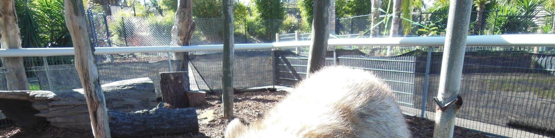 @destinationnsw @visitnsw @karunurak Meet Milli, The most adorable wombat ever !