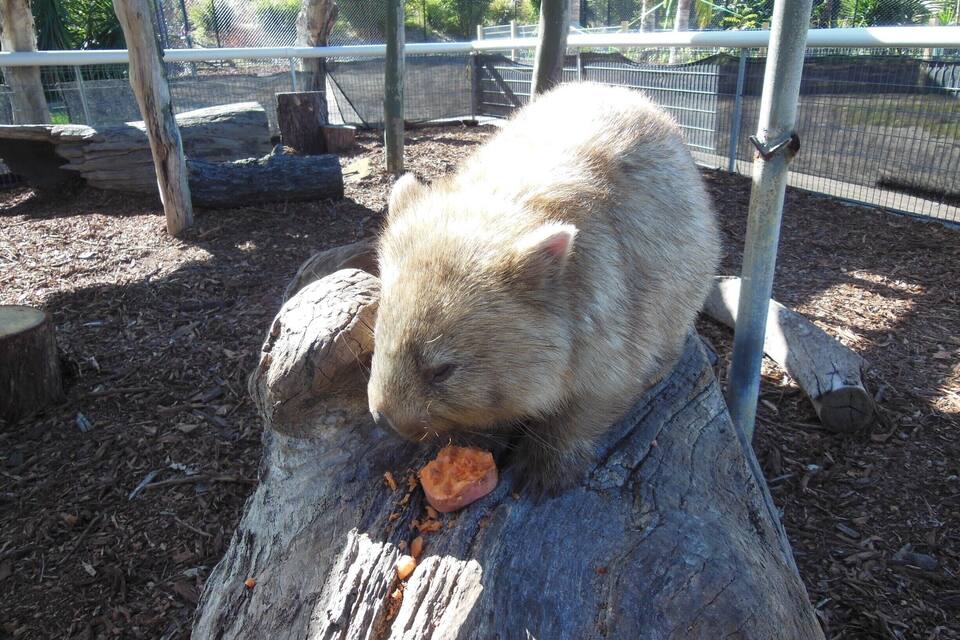 Ein Biber frisst in der Nähe eines Baumstumpfes in einem eingezäunten Bereich.