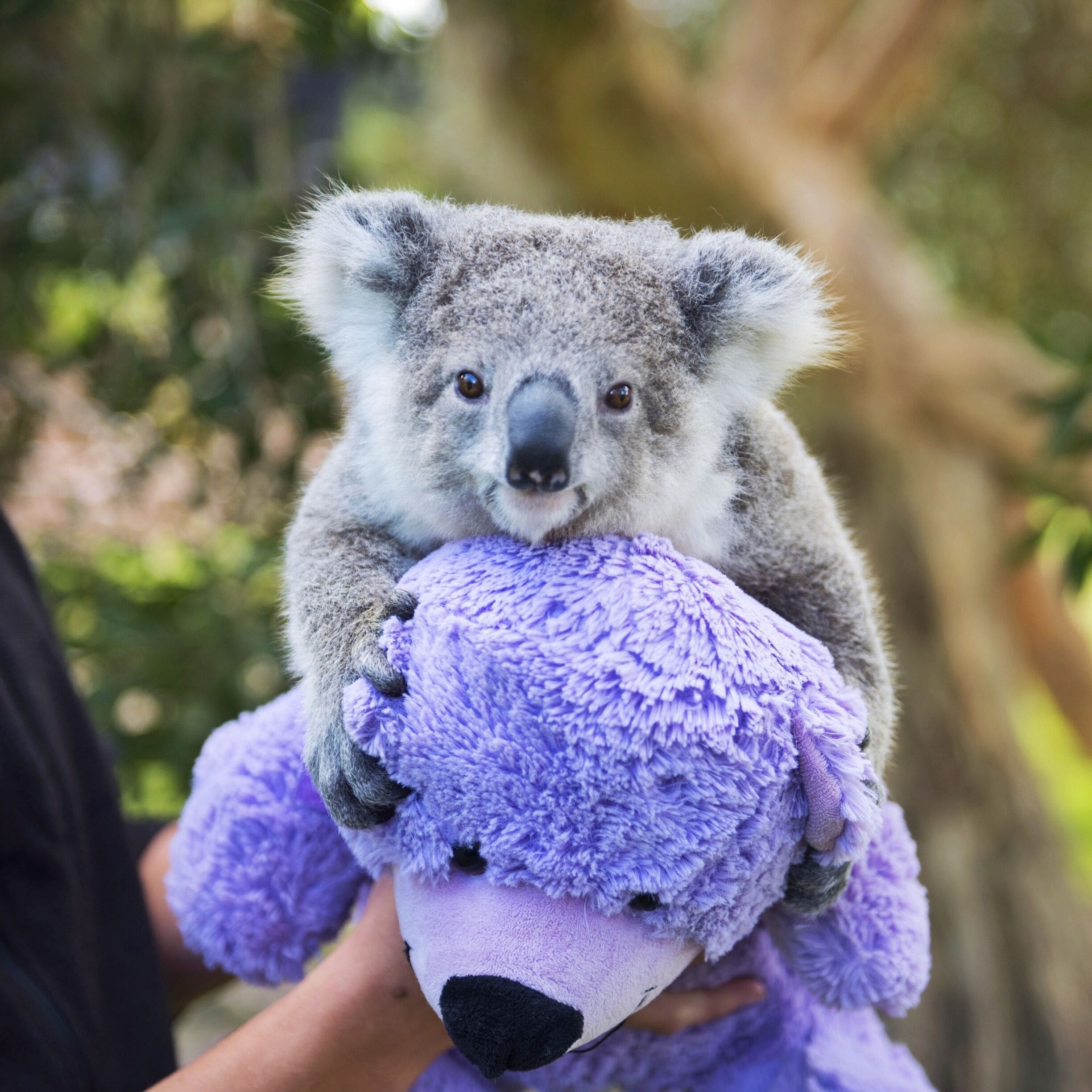 The next time you're in New South Wales and, in particular Wollongong, I recommend stopping in at Symbio Wildlife Park. Not only is it a lovely lovely sanctuary but they have a baby koala there named Imogen that is breaking the Internet with her adorableness! She won't be this little forever... 
