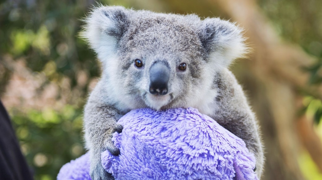 The next time you're in New South Wales and, in particular Wollongong, I recommend stopping in at Symbio Wildlife Park. Not only is it a lovely lovely sanctuary but they have a baby koala there named Imogen that is breaking the Internet with her adorableness! She won't be this little forever...