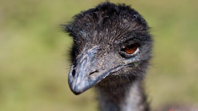 You can visit with Sumatran Tigers, hand feed kangaroos, or catch a koala sleeping up a gum tree.