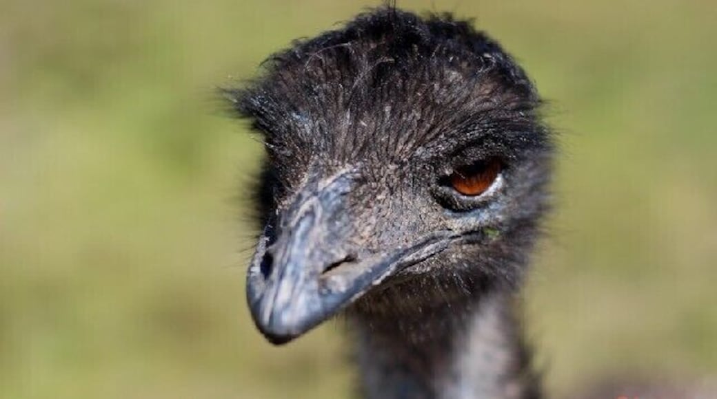 You can visit with Sumatran Tigers, hand feed kangaroos, or catch a koala sleeping up a gum tree.