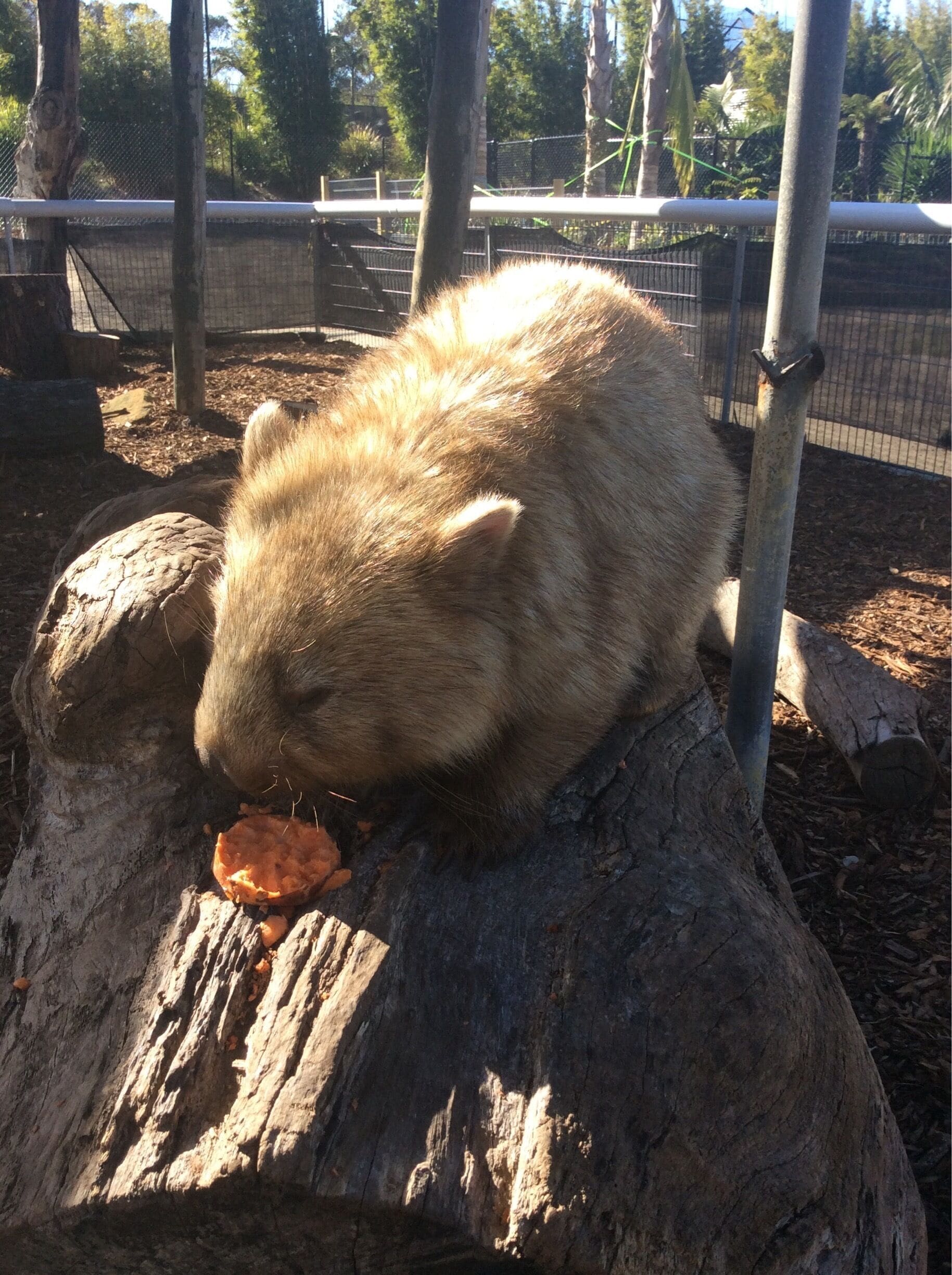 say hello to Millie :) @destinationnsw #wollongong #thetinytaster 