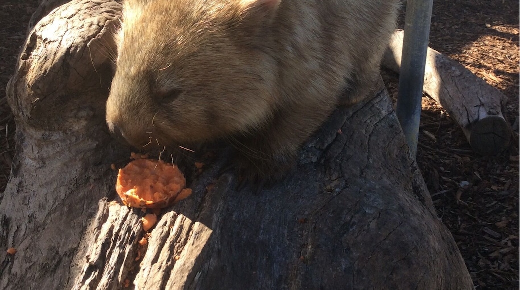 say hello to Millie :) @destinationnsw #wollongong #thetinytaster