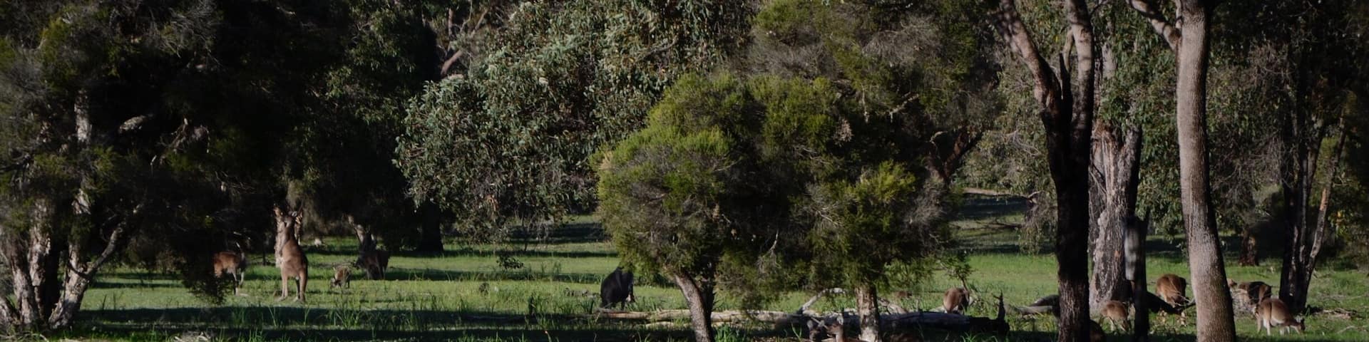 Basking in the afternoon sun!🌞
#kangaroo #australia #sun