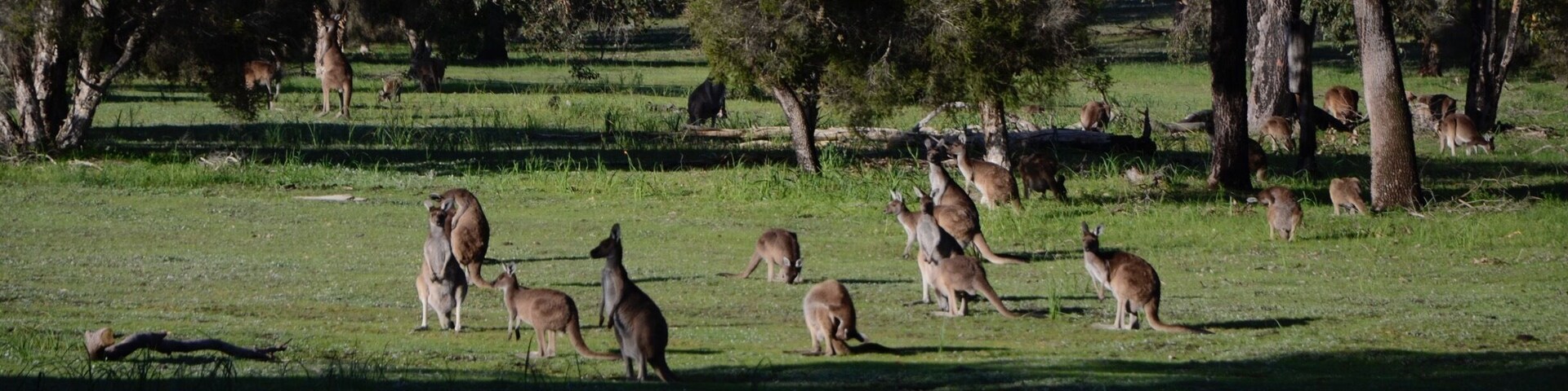 Basking in the afternoon sun!🌞
#kangaroo #australia #sun