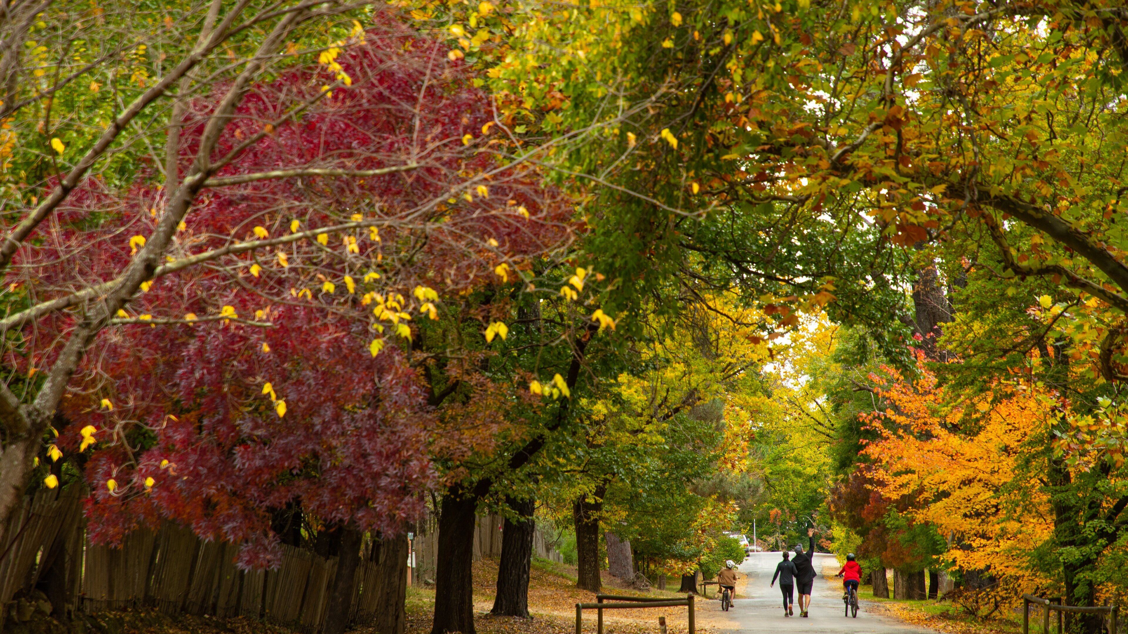 Hill End which includes fall colors and street scenes as well as a family