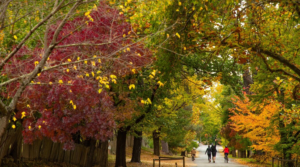 Hill End which includes fall colors and street scenes as well as a family