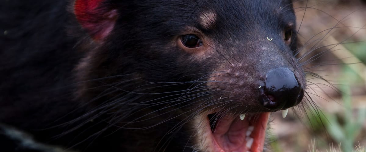 Insurance: Captive Tasmanian Devils at Taroona