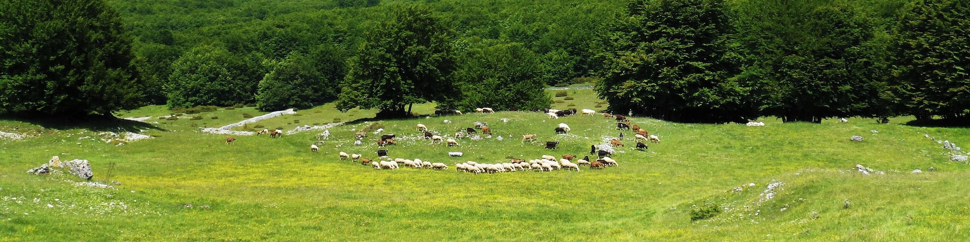 Pecore sulla Maiella