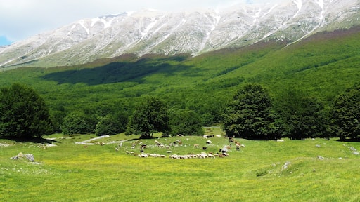 Pecore sulla Maiella