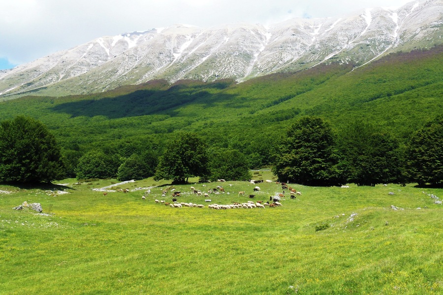 Pecore sulla Maiella