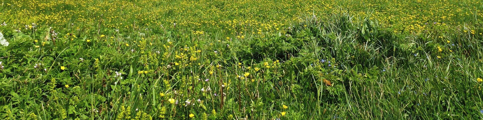 Prateria sul Passo San Leonardo