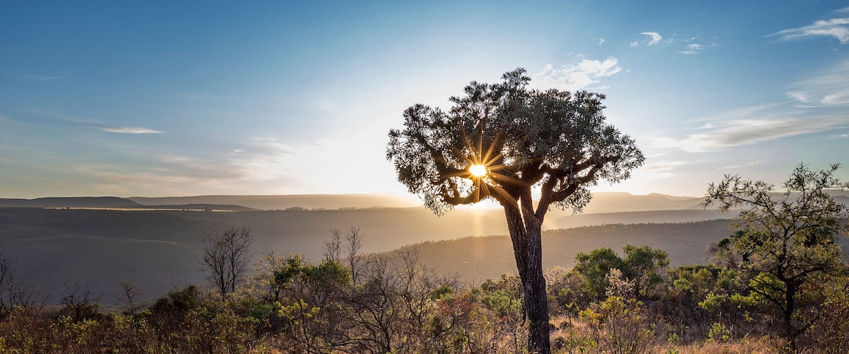 A solitary tree with sunlight filtering through its branches, set against a backdrop of rolling hills and a clear sky.