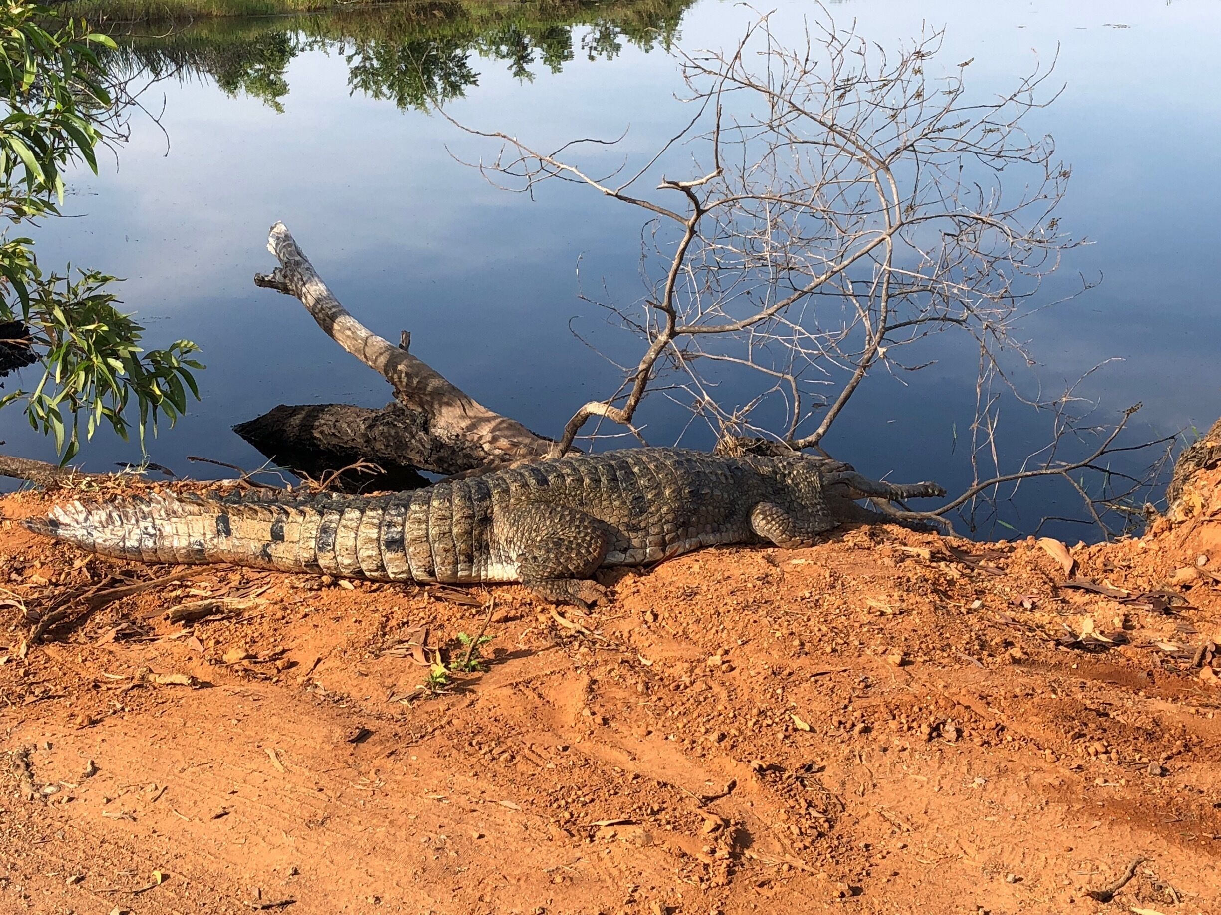 Pulled up to see a cormorant drying itself and there next to the car was a freshwater crocodile sunning itself
Fogg dam in NT near Darwin. This area is a wetland with a wonderful array of different bird species.  