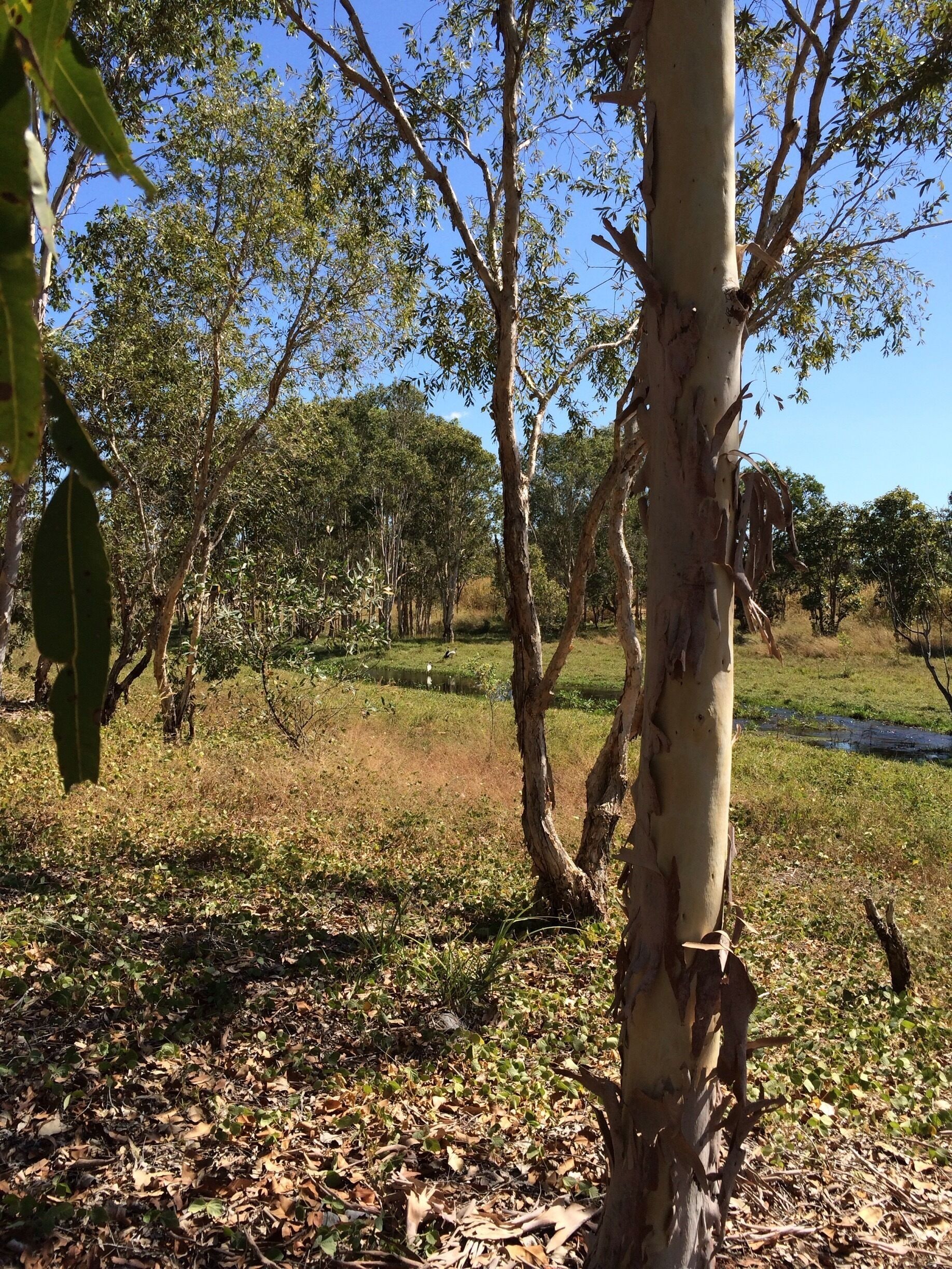 "On the Otherside"  of #FoggDam.  
After driving over the dam wall there is a parking area and one can quietly explore the area!  
This picture goes with my last post about Fogg Dam Conservation Reserve in the #NorthernTerritory of Australia. 
#iPhoneonly