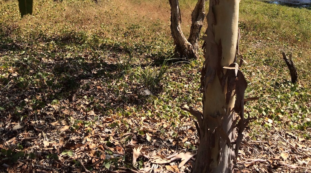 "On the Otherside" of #FoggDam.
After driving over the dam wall there is a parking area and one can quietly explore the area!
This picture goes with my last post about Fogg Dam Conservation Reserve in the #NorthernTerritory of Australia.
#iPhoneonly