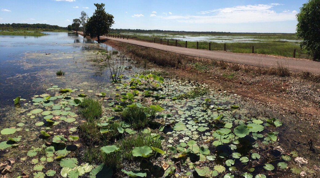 I will never forget #FoggDam, just off the Arnhem Highway, near Darwin - Australia.
The amazing thing was that one can drive across the dam wall, seeing beauty in all directions; however, one could only stop in a few designated areas because of the risk of saltwater crocodiles.
Well stop we did!
I saw an abundance of flora and fauna. The birdlife was amazing, forever impregnated in my vision and not on my little iPhone.
Fogg Dam Conservation Reserve lies in the Adelaide and Mary River Floodplains with year round accessibility.
There are also some adjacent, designated walking tracks if one has time! For me, I spent my time looking for lillys and bird watching!
This photo was taken mid May during a #roadtrip around the Top End of the #NorthernTerritory.
#iPhoneonly