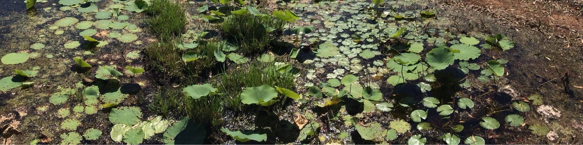 I will never forget #FoggDam, just off the Arnhem Highway, near Darwin - Australia.
The amazing thing was that one can drive across the dam wall, seeing beauty in all directions; however, one could only stop in a few designated areas because of the risk of saltwater crocodiles.
Well stop we did!
I saw an abundance of flora and fauna. The birdlife was amazing, forever impregnated in my vision and not on my little iPhone.
Fogg Dam Conservation Reserve lies in the Adelaide and Mary River Floodplains with year round accessibility.
There are also some adjacent, designated walking tracks if one has time! For me, I spent my time looking for lillys and bird watching!
This photo was taken mid May during a #roadtrip around the Top End of the #NorthernTerritory.
#iPhoneonly