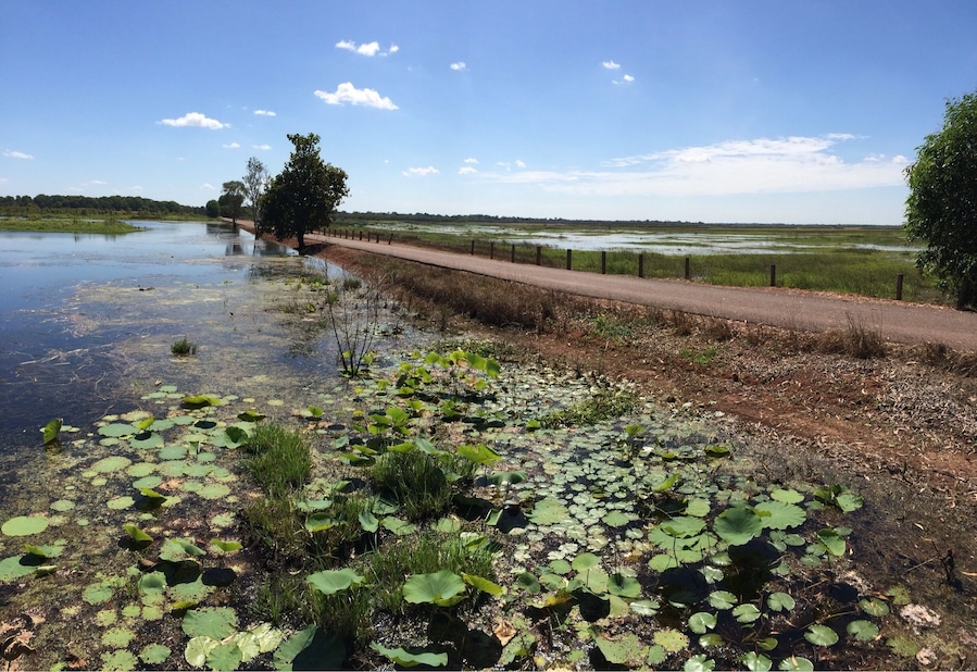 I will never forget #FoggDam, just off the Arnhem Highway, near Darwin - Australia.
The amazing thing was that one can drive across the dam wall, seeing beauty in all directions; however, one could only stop in a few designated areas because of the risk of saltwater crocodiles.
Well stop we did!
I saw an abundance of flora and fauna. The birdlife was amazing, forever impregnated in my vision and not on my little iPhone.
Fogg Dam Conservation Reserve lies in the Adelaide and Mary River Floodplains with year round accessibility.
There are also some adjacent, designated walking tracks if one has time! For me, I spent my time looking for lillys and bird watching!
This photo was taken mid May during a #roadtrip around the Top End of the #NorthernTerritory.
#iPhoneonly