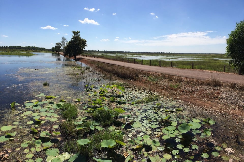 Un río con nenúfares y un sendero de tierra a su lado.